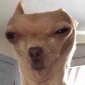 Meet your Posher, Maddison